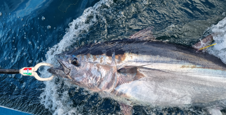 teignmouth fishing trips