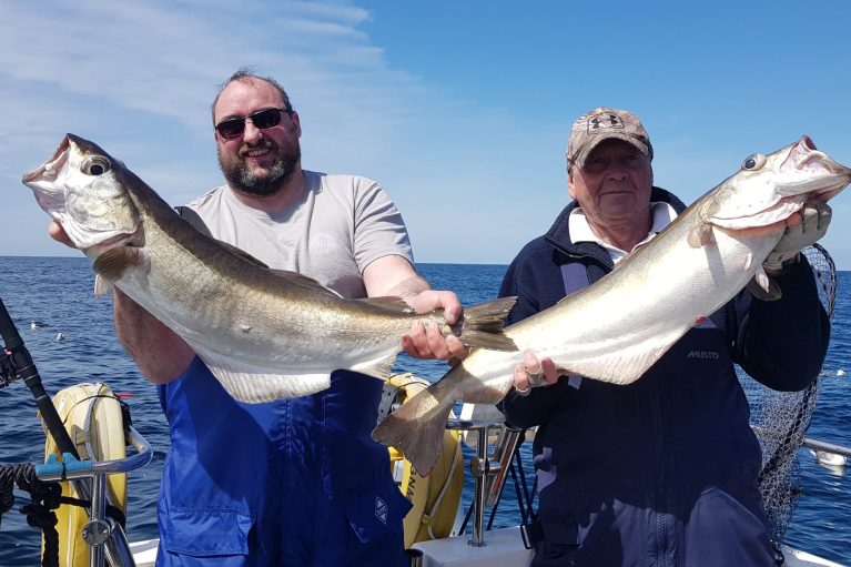 A brace of fine summer pollock A brace of fine pollock