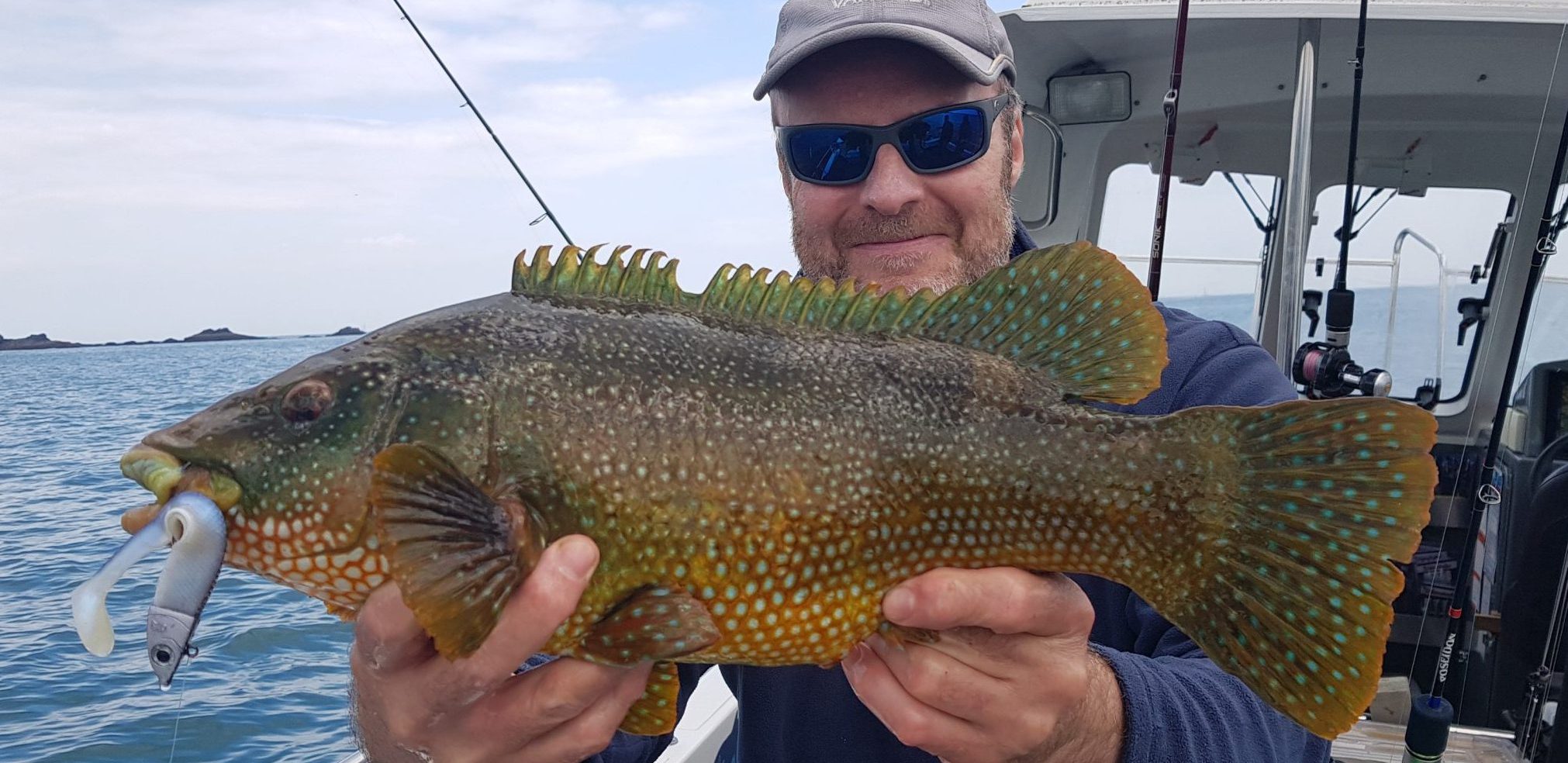 A lovely Ballan Wrasse caught inshore