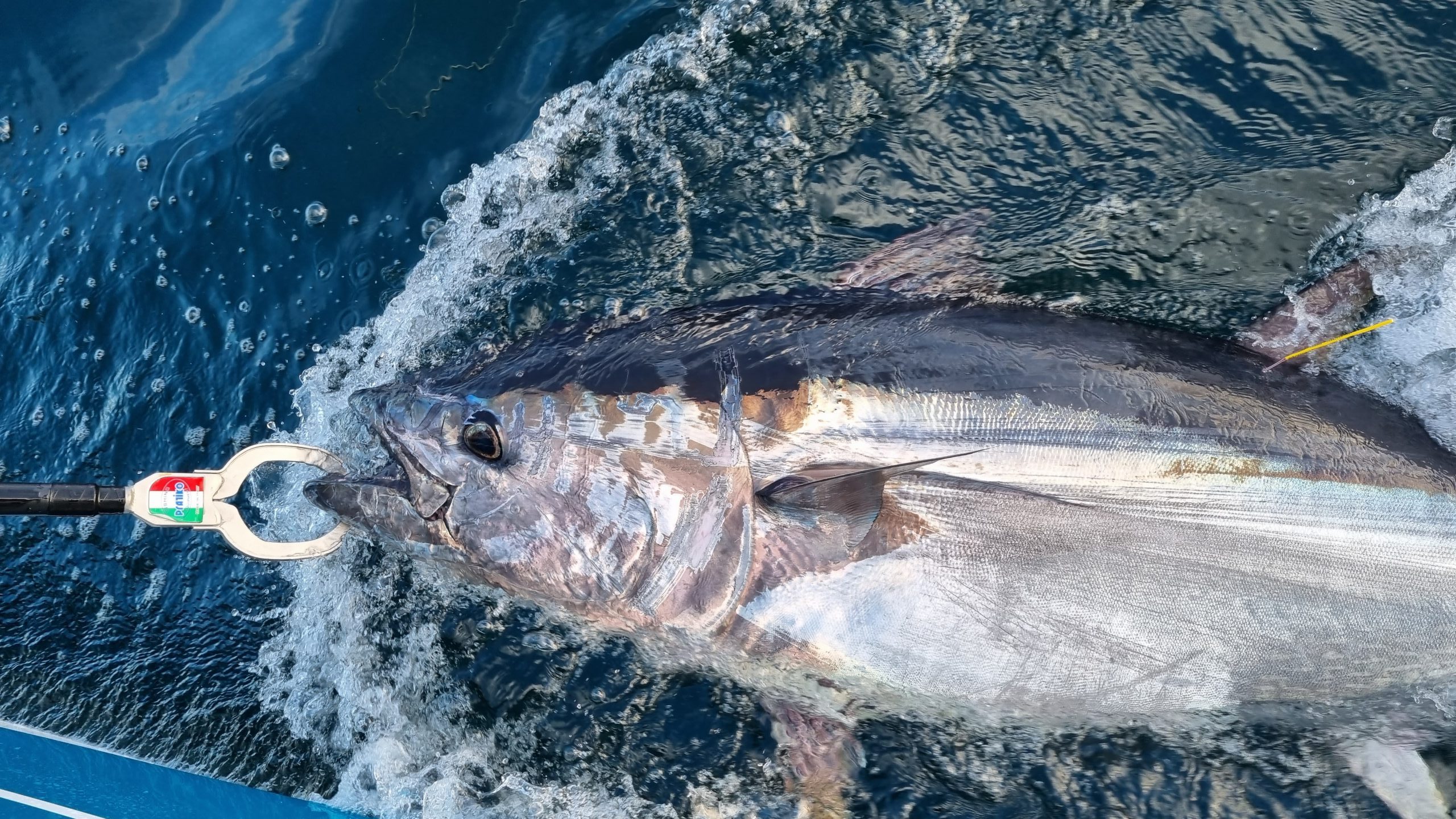 a beauty of a tuna